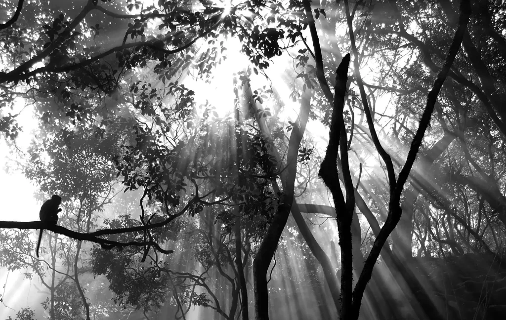 Morning sunlight filtering through dense forest in Kodaikanal, India