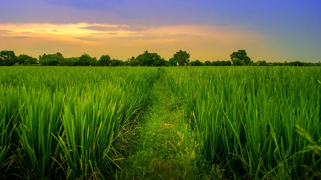 Wide shot of a lush green field with a path leading toward trees under a colourful sky