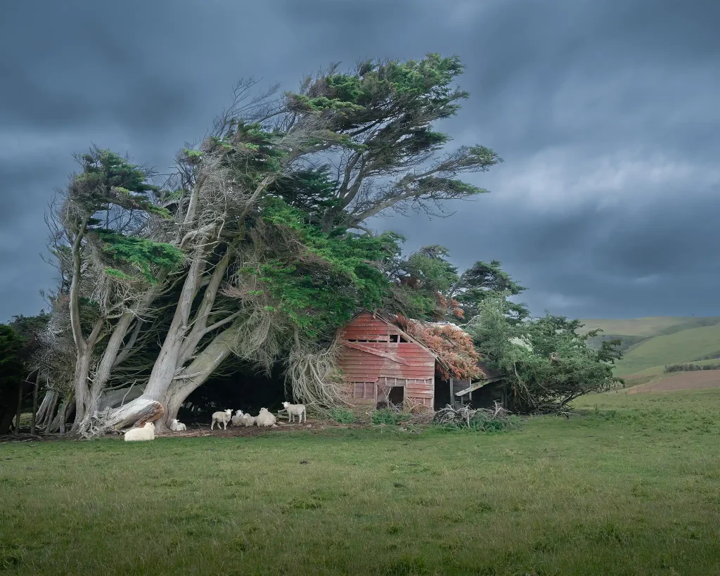 Windswept trees and red barn at Slope Point, New Zealand with grazing sheep
